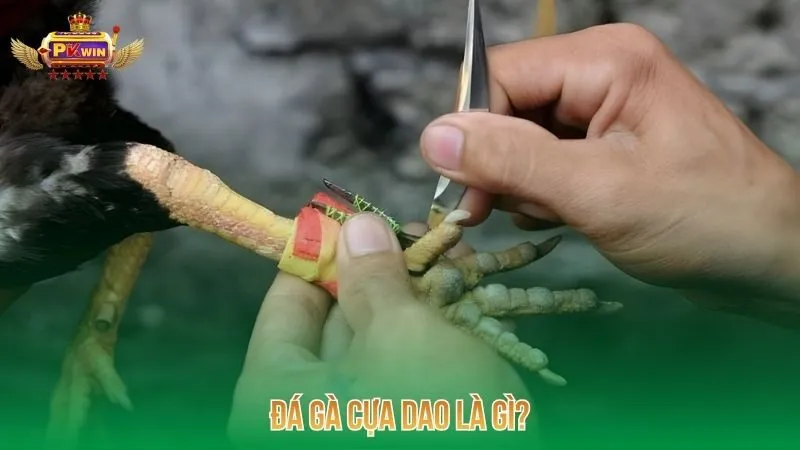 da-ga-cua-dao-la-gi