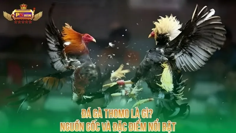 da-ga-thomo-la-gi-nguon-goc-va-dac-diem-noi-bat