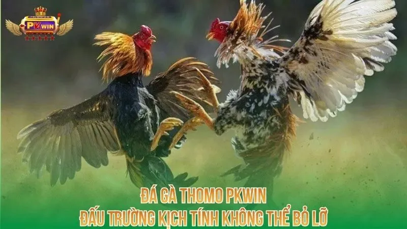 da-ga-thomo-pkwin-dau-truong-kich-tinh-khong-the-bo-lo