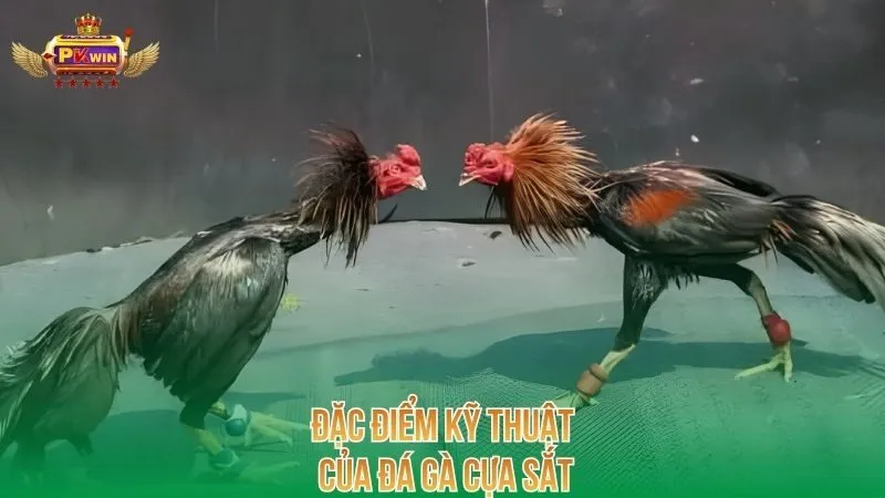 dac-diem-ky-thuat-cua-da-ga-cua-sat