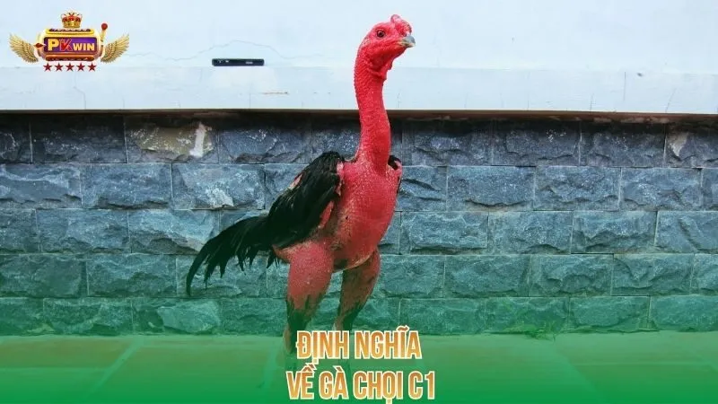 dinh-nghia-ve-ga-choi-c1