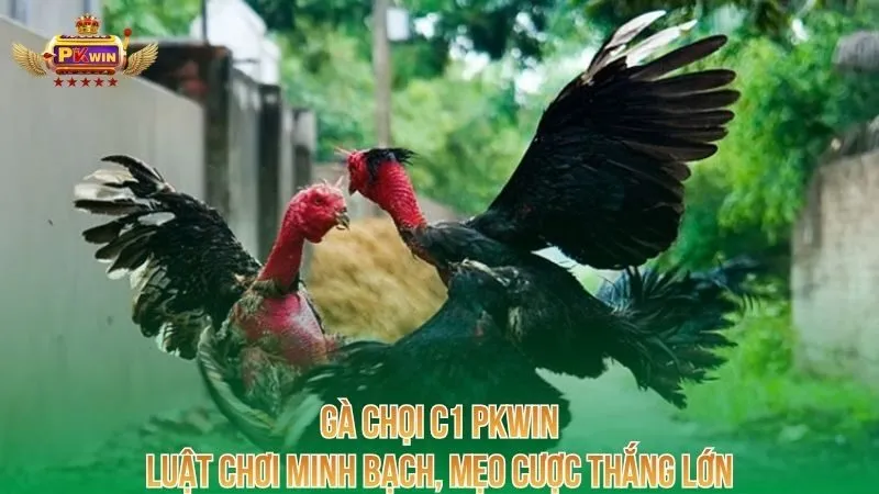 ga-choi-c1-pkwin-luat-choi-minh-bach-meo-cuoc-thang-lon