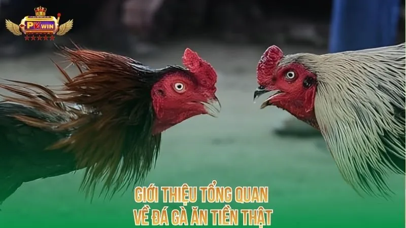 gioi-thieu-tong-quan-ve-da-ga-an-tien-that