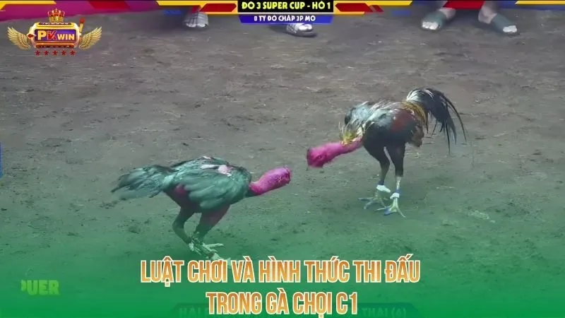 luat-choi-va-hinh-thuc-thi-dau-trong-ga-choi-c1