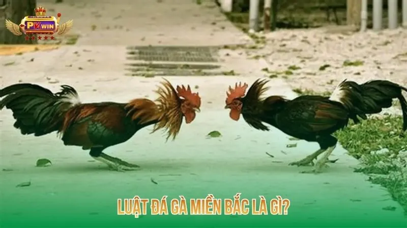 luat-da-ga-mien-bac-la-gi