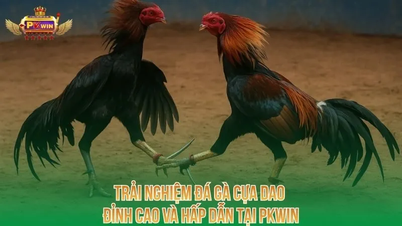 trai-nghiem-da-ga-cua-dao-dinh-cao-va-hap-dan-tai-pkwin