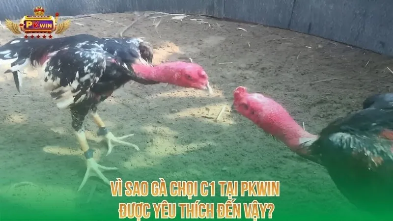 vi-sao-ga-choi-c1-tai-pkwin-duoc-yeu-thich-den-vay